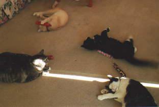 4cats