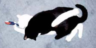yinyang