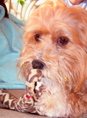 abby-dog