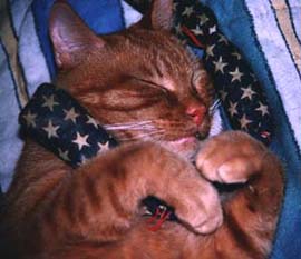 Mohawk, Fan of Hot Cat Catnip Toys